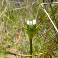 Pterostylis falcata (Sickle Greenhood) at Namadgi National Park - 27 Dec 2022 by RobG1