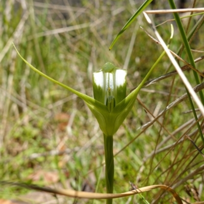 Pterostylis falcata (Sickle Greenhood) at Paddys River, ACT - 27 Dec 2022 by RobG1