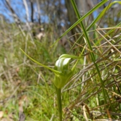 Pterostylis falcata at Paddys River, ACT - 27 Dec 2022