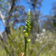 Microtis oblonga (Sweet Onion Orchid) at Paddys River, ACT - 27 Dec 2022 by RobG1