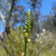 Microtis oblonga (Sweet Onion Orchid) at Namadgi National Park - 27 Dec 2022 by RobG1