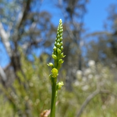 Microtis oblonga (Sweet Onion Orchid) at Paddys River, ACT - 27 Dec 2022 by RobG1