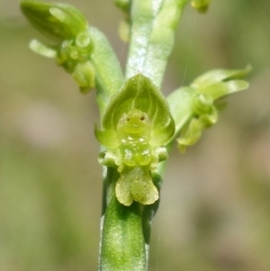 Microtis oblonga at Paddys River, ACT - suppressed