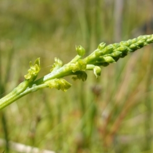 Microtis oblonga at Paddys River, ACT - suppressed