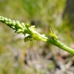 Microtis oblonga at Paddys River, ACT - suppressed