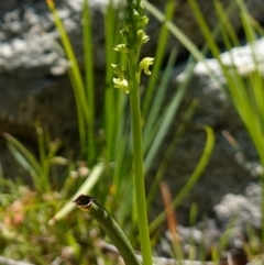 Microtis oblonga at Paddys River, ACT - suppressed