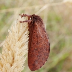 Unidentified Swift and Ghost moth (Hepialidae) (TBC) at Cook, ACT - 8 Feb 2023 by CathB