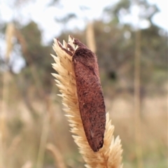 Elhamma australasiae at Cook, ACT - 8 Feb 2023