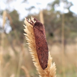 Elhamma australasiae at Cook, ACT - 8 Feb 2023