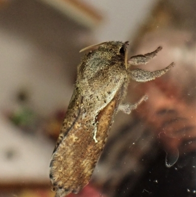 Elhamma australasiae (A Swift or Ghost moth (Hepialidae)) at Cook, ACT - 7 Feb 2023 by CathB