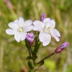 Epilobium billardiereanum subsp. hydrophilum at Namadgi National Park - 27 Dec 2022 by RobG1