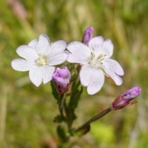 Epilobium billardiereanum subsp. hydrophilum at Paddys River, ACT - 27 Dec 2022