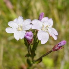 Unidentified Other Wildflower or Herb (TBC) at Paddys River, ACT - 27 Dec 2022 by RobG1