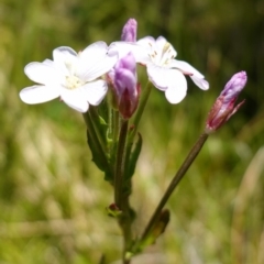 Epilobium billardiereanum subsp. hydrophilum at Paddys River, ACT - suppressed