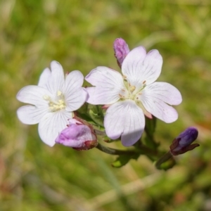 Epilobium billardiereanum subsp. hydrophilum at Paddys River, ACT - suppressed