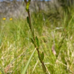 Epilobium billardiereanum subsp. hydrophilum at Paddys River, ACT - suppressed