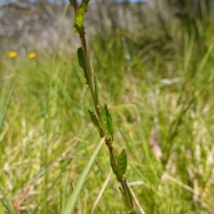 Epilobium billardiereanum subsp. hydrophilum at Paddys River, ACT - 27 Dec 2022