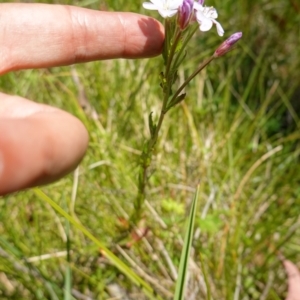 Epilobium billardiereanum subsp. hydrophilum at Paddys River, ACT - 27 Dec 2022