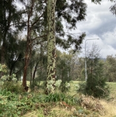Corymbia maculata (Spotted Gum) at Campbell, ACT - 9 Feb 2023 by SilkeSma