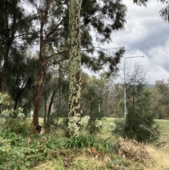 Corymbia maculata (Spotted Gum) at Mount Ainslie to Black Mountain - 8 Feb 2023 by SilkeSma