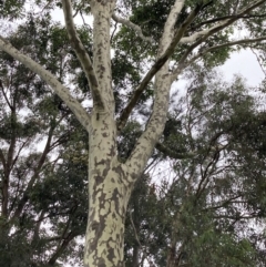 Corymbia maculata at Mount Ainslie to Black Mountain - 9 Feb 2023