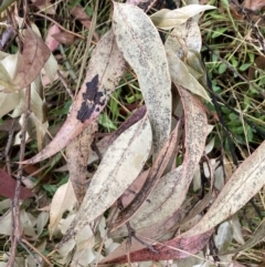 Corymbia maculata at Mount Ainslie to Black Mountain - 9 Feb 2023