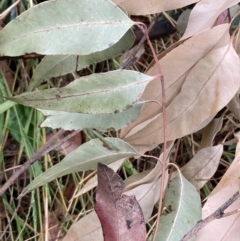 Corymbia maculata at Mount Ainslie to Black Mountain - 9 Feb 2023