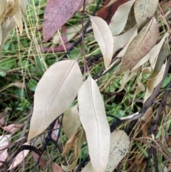 Corymbia maculata at Mount Ainslie to Black Mountain - 9 Feb 2023
