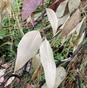 Corymbia maculata at Campbell, ACT - 9 Feb 2023