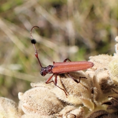 Tropis sp. (genus) (Longhorn or longicorn beetle) at Mount Painter - 4 Feb 2023 by CathB