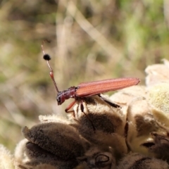 Tropis sp. (genus) at Cook, ACT - 5 Feb 2023