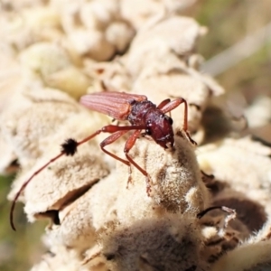 Tropis sp. (genus) at Cook, ACT - 5 Feb 2023