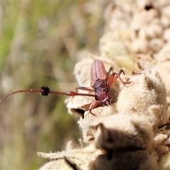 Tropis sp. (genus) at Cook, ACT - 5 Feb 2023