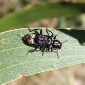 Phlogistus chrysurus at Cook, ACT - 5 Feb 2023