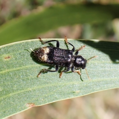 Phlogistus chrysurus (Checkered beetle) at Mount Painter - 4 Feb 2023 by CathB
