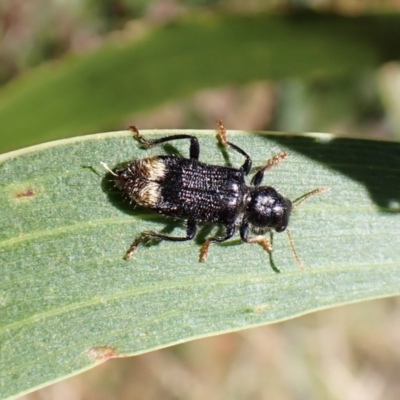 Phlogistus chrysurus (Checkered beetle) at Cook, ACT - 5 Feb 2023 by CathB