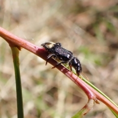 Phlogistus chrysurus at Cook, ACT - 5 Feb 2023