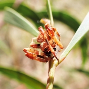 Araneinae (subfamily) at Cook, ACT - 5 Feb 2023