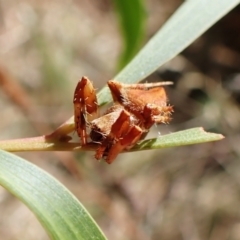 Araneinae (subfamily) at Cook, ACT - 5 Feb 2023 10:24 AM