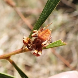 Araneinae (subfamily) at Cook, ACT - 5 Feb 2023 10:24 AM