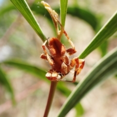 Araneinae (subfamily) at Cook, ACT - 5 Feb 2023