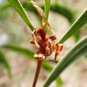 Araneinae (subfamily) at Cook, ACT - 5 Feb 2023