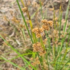 Unidentified Rush / Sedge / Mat Rush (TBC) at Molonglo Valley, ACT - 24 Feb 2022 by galah681