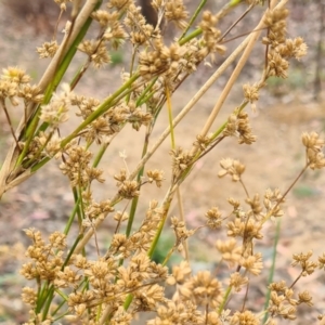 Juncus vaginatus at Molonglo Valley, ACT - 24 Feb 2022