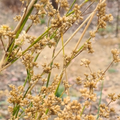 Juncus vaginatus (Clustered Rush) at Sth Tablelands Ecosystem Park - 24 Feb 2022 by galah681