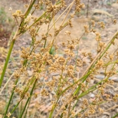 Juncus vaginatus at Molonglo Valley, ACT - 24 Feb 2022 11:43 AM