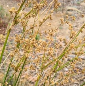 Juncus vaginatus at Molonglo Valley, ACT - 24 Feb 2022