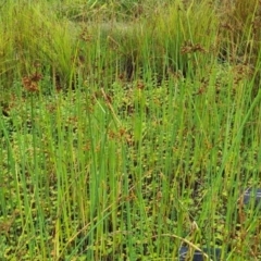 Schoenoplectus tabernaemontani (River Club-rush) at National Arboretum Woodland - 8 Feb 2023 by galah681