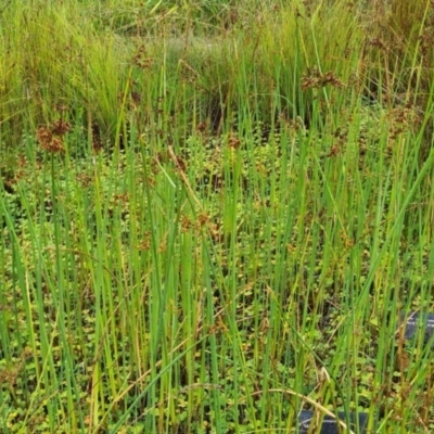 Schoenoplectus validus (River Club-rush) at Molonglo Valley, ACT - 8 Feb 2023 by galah681