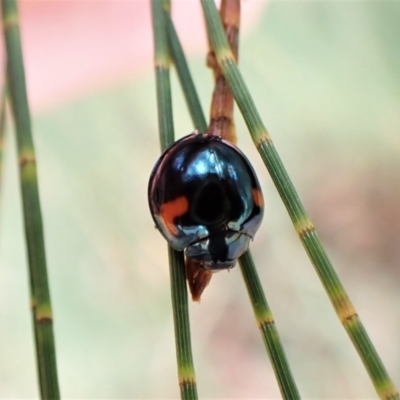 Orcus bilunulatus (Ladybird beetle) at Cook, ACT - 30 Jan 2023 by CathB